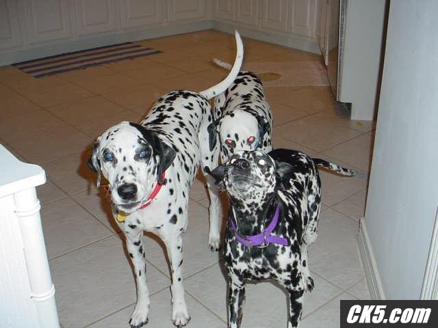 My dawgs