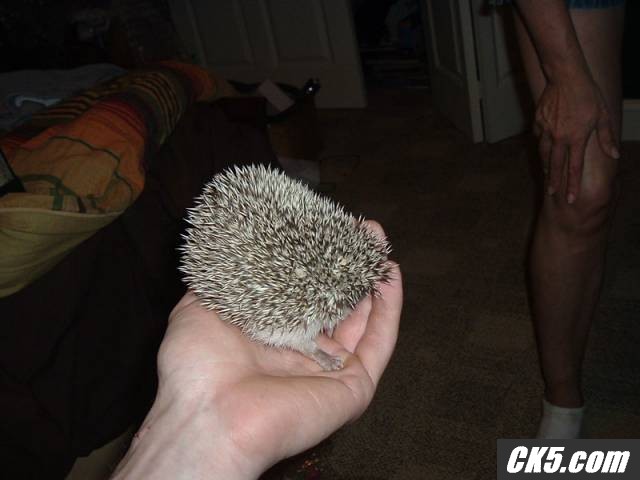 New baby hedgie