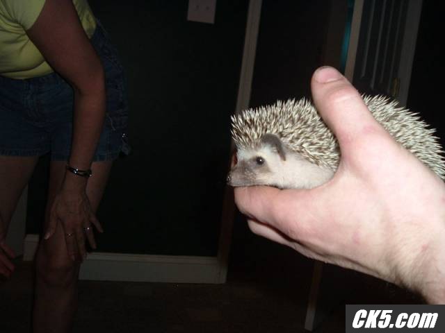 New baby hedgie