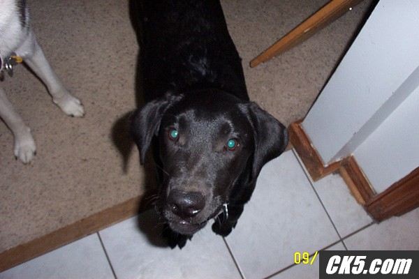 pepper