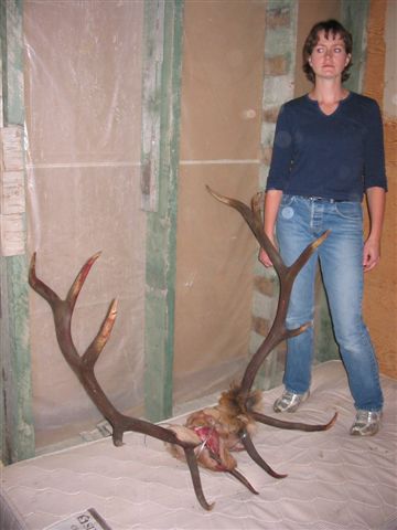 pretty nice bull.  My wife is 5'7" for scale