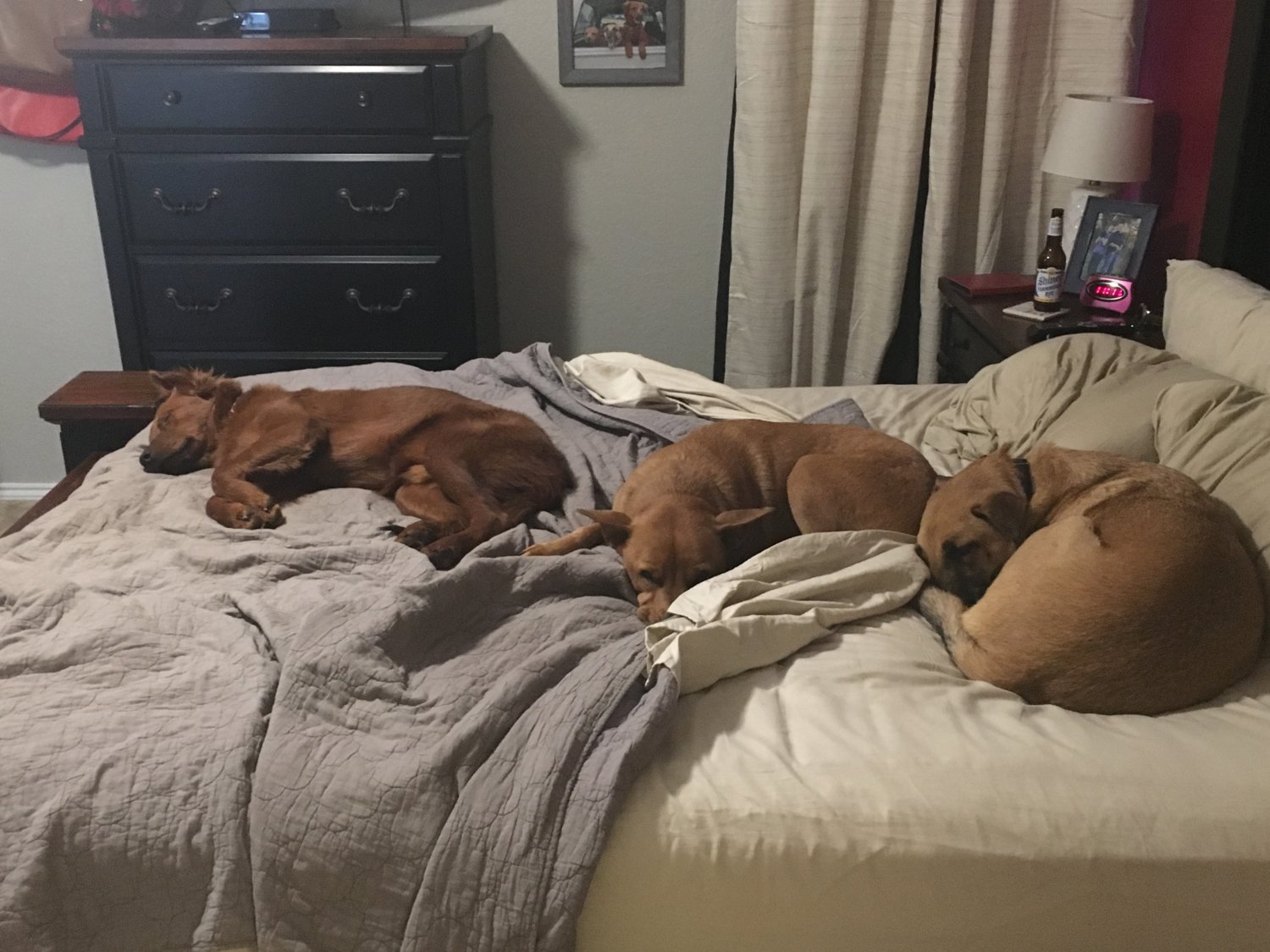 Puppers