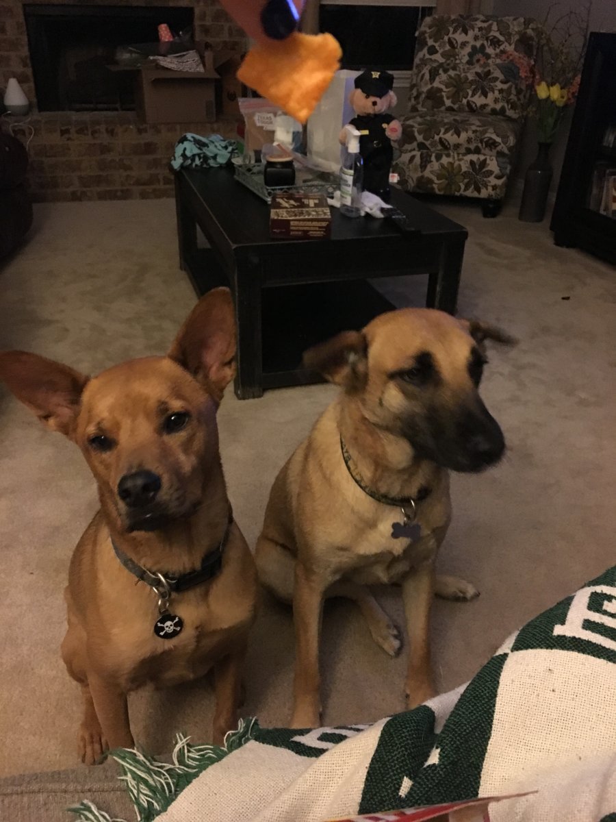 Pups