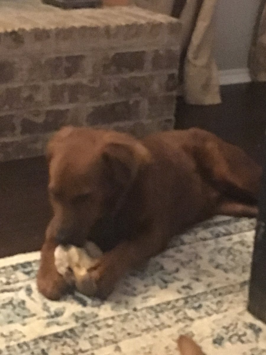 Rawhide