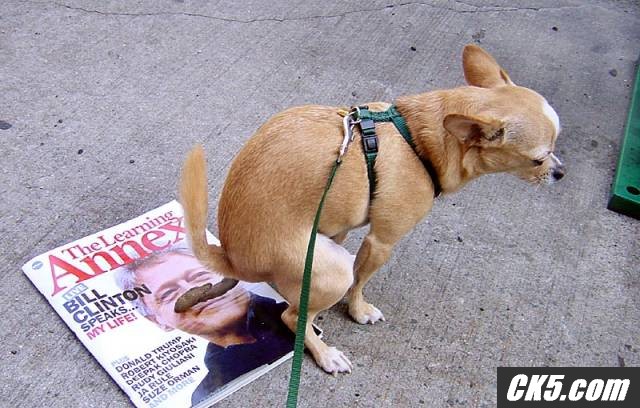 Republican Chihuahua!