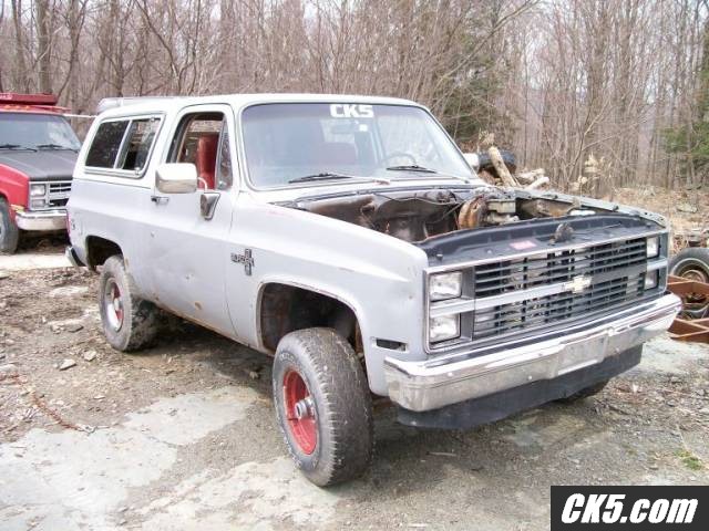 roadkill1