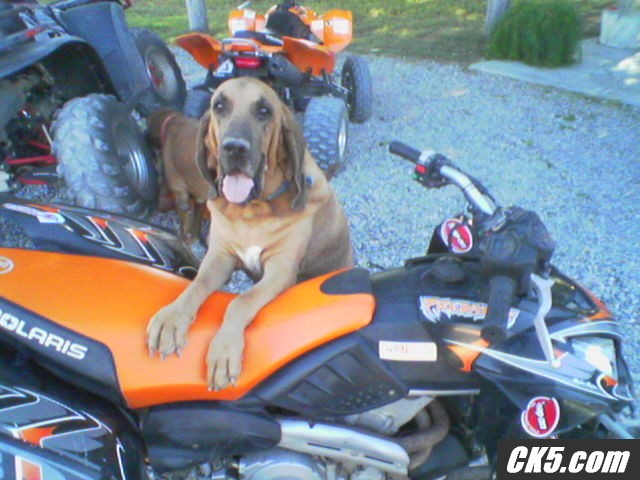 rosco