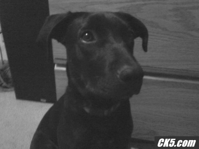 roxy again