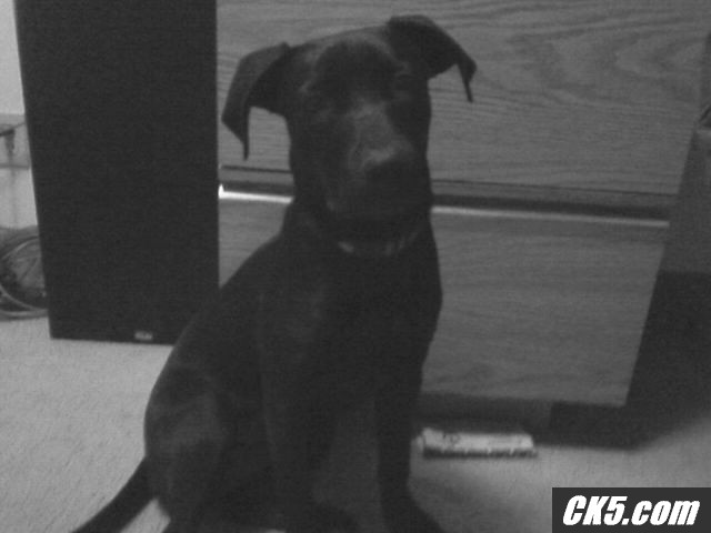 roxy
