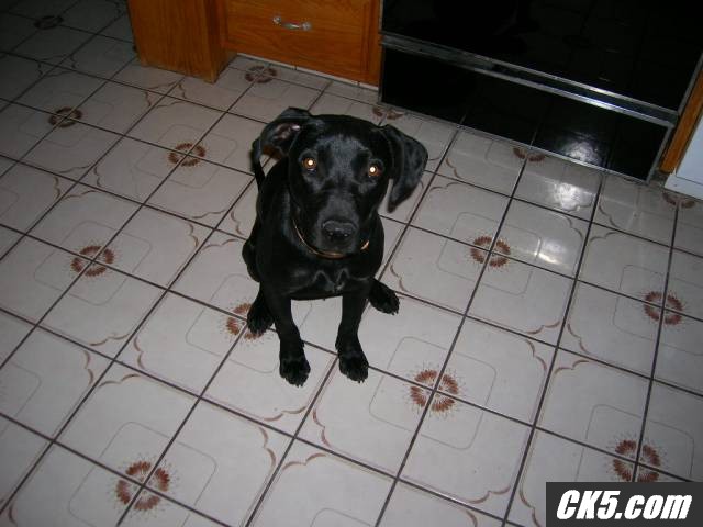 roxy