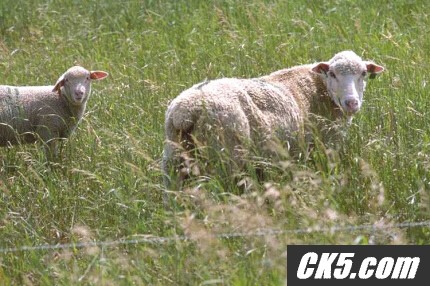 sheep