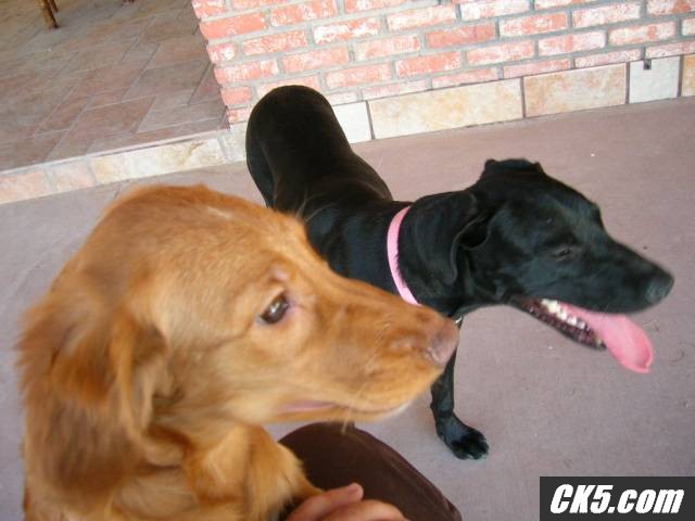 shiloh and roxy