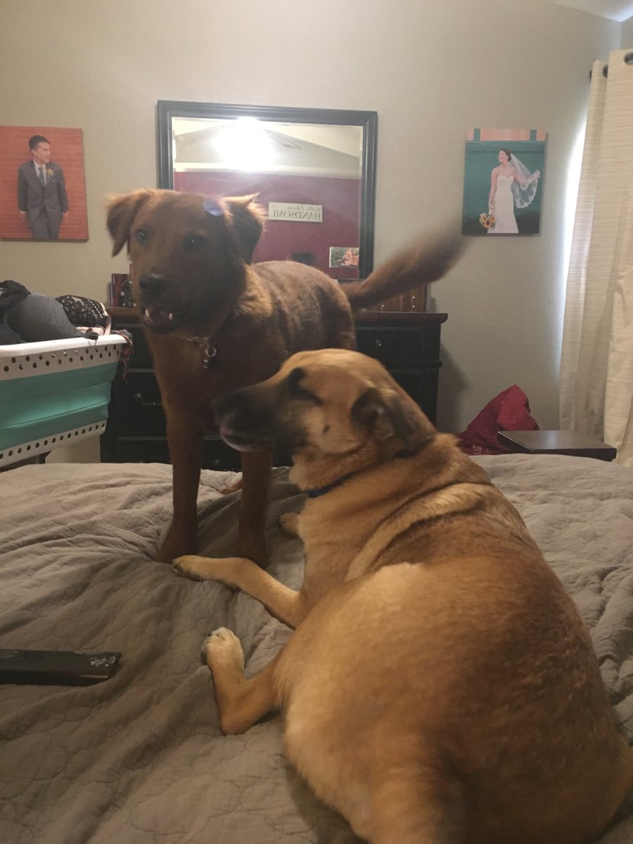 Shiner and Sadie