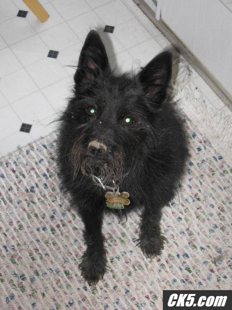 Skip_Dog