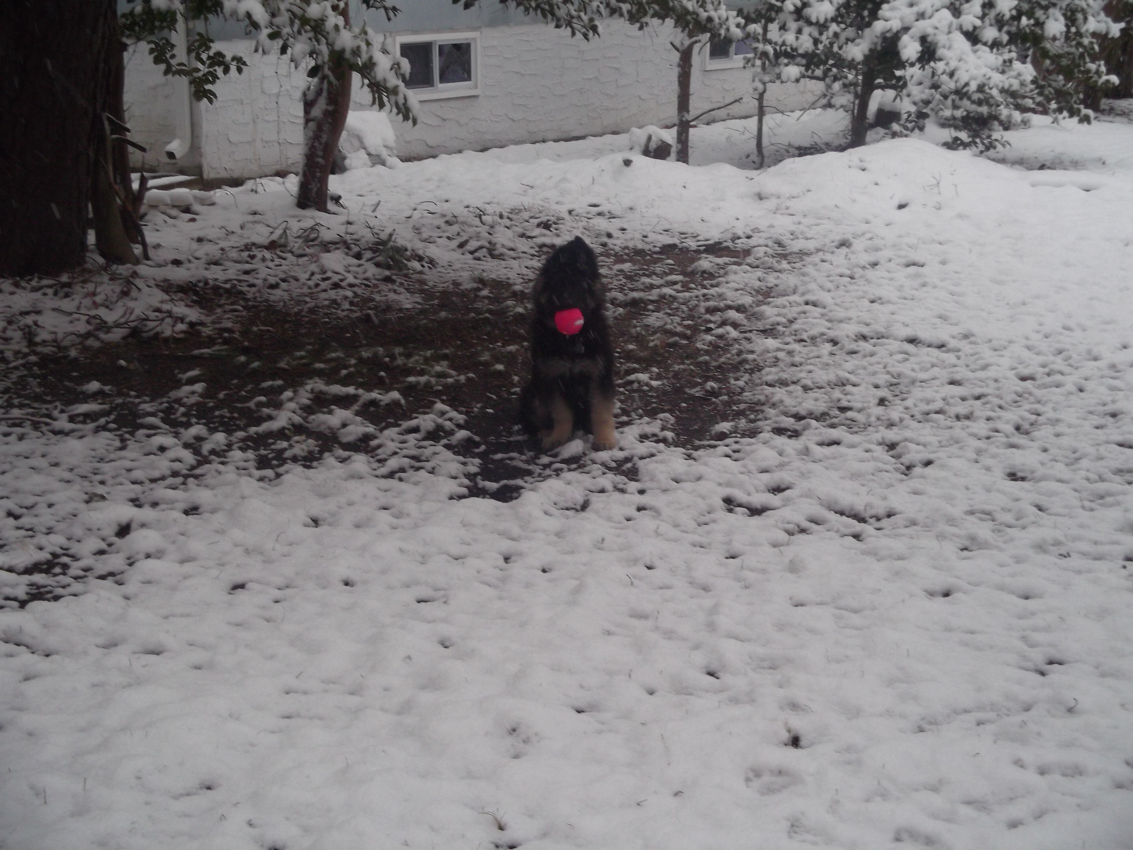snow