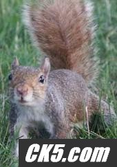 squirrely 1
