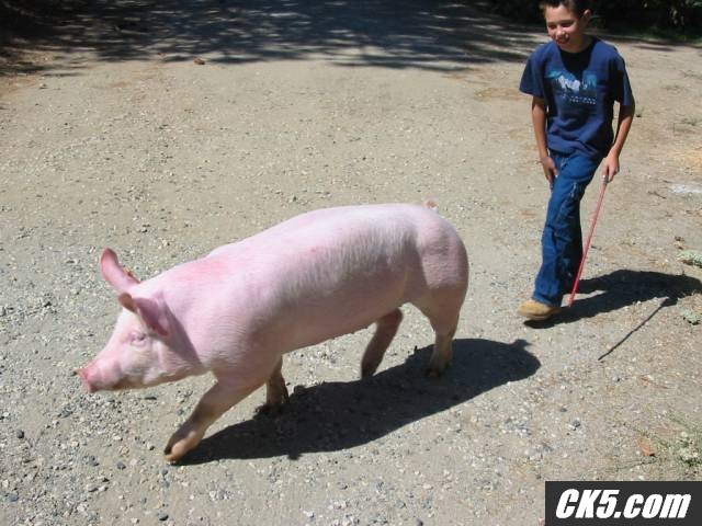 The boy exercising his pig