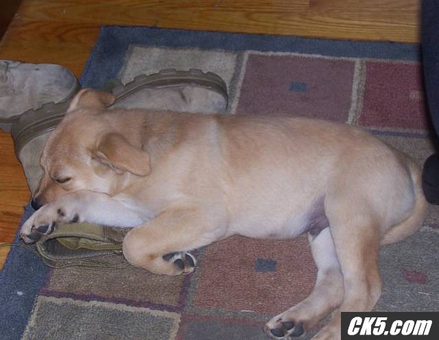The Dog