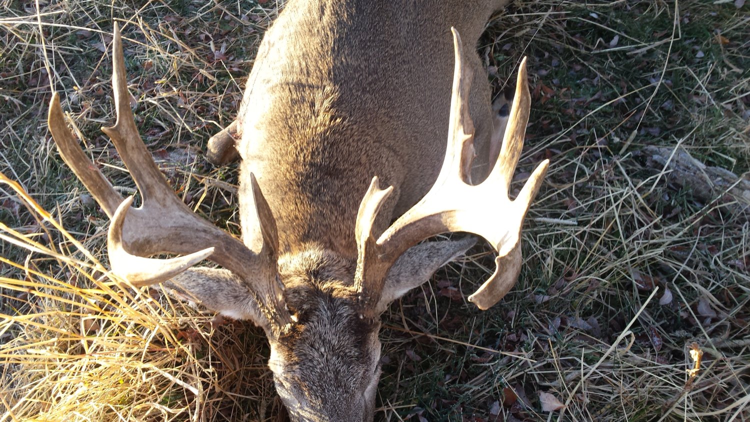 this buck has serious mass 6 circumferences over 7 6/8