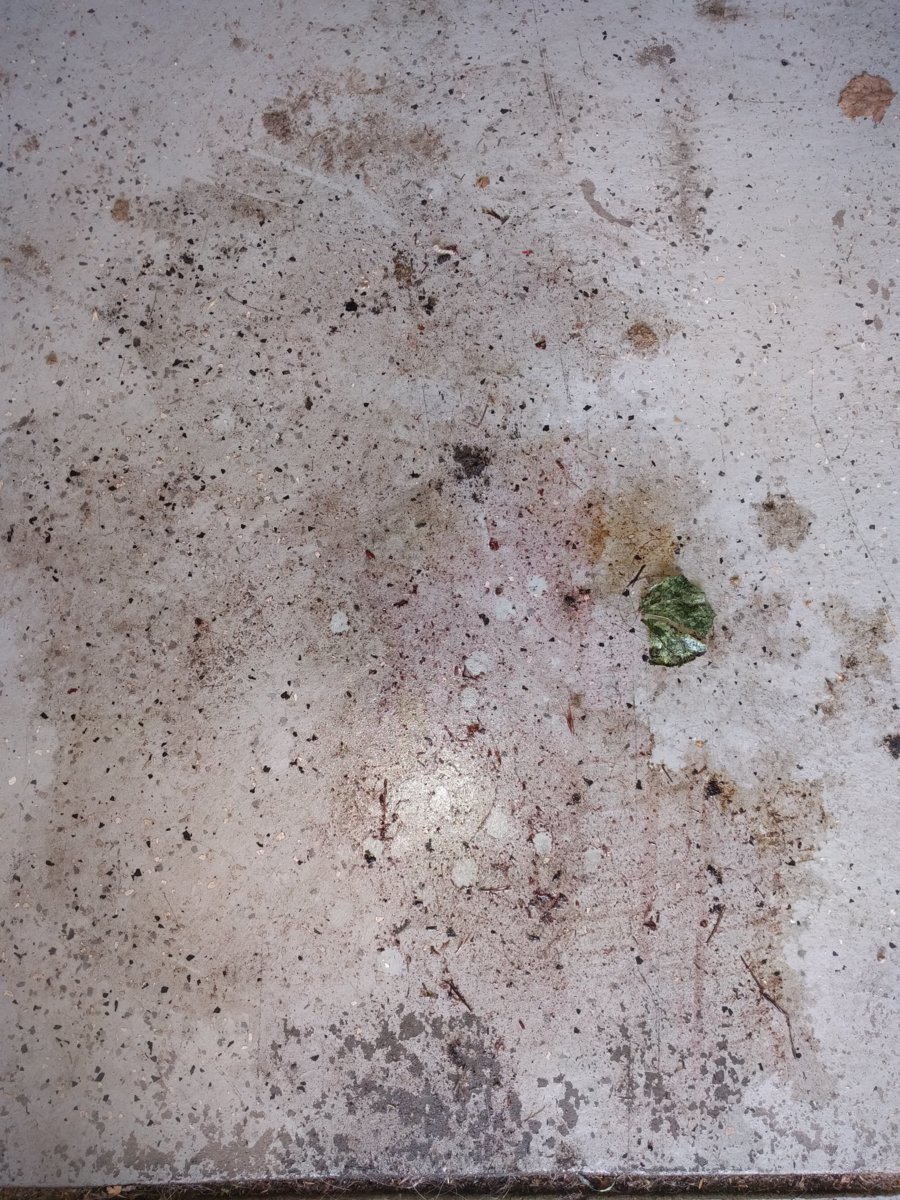Trans Fluid Leak