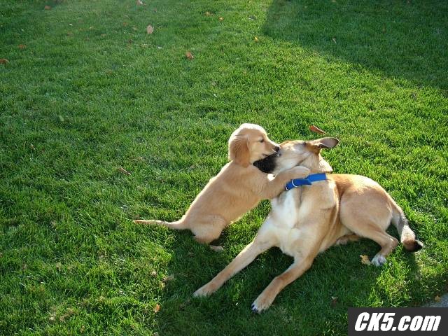tyler_jesse_fight_2