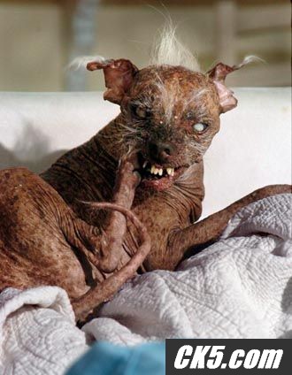 UgDog2