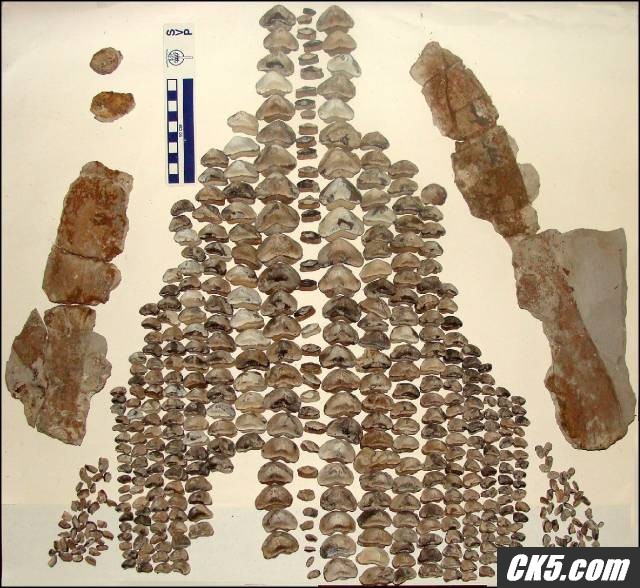UpperJaw03
