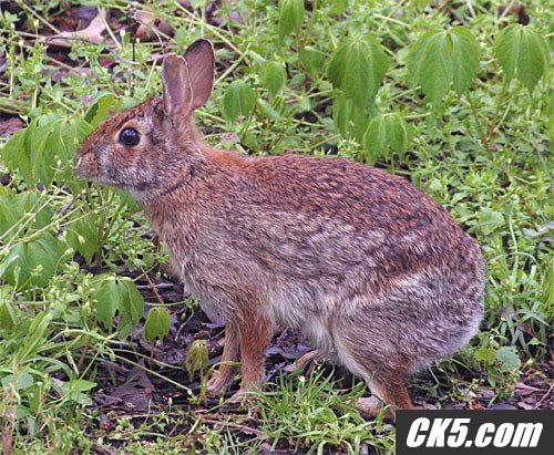 wabbit1