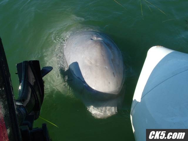 Whale