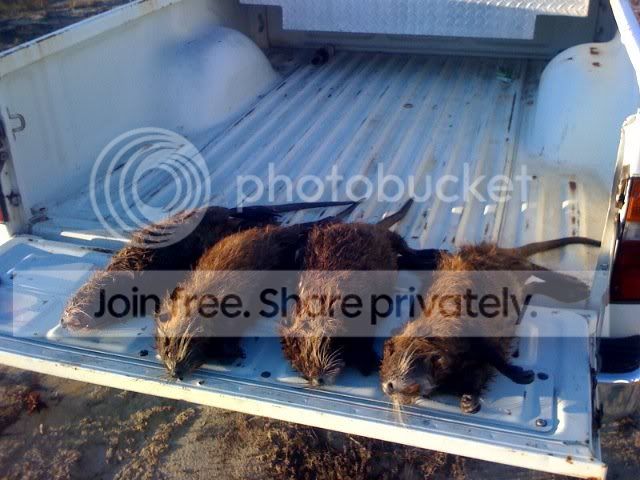 nutria.jpg