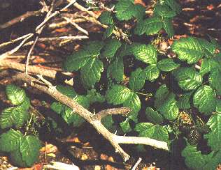 poisonoak1.jpg