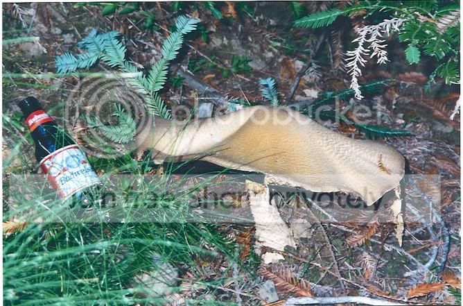 shroom.jpg