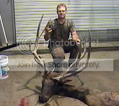 BigBull5.jpg
