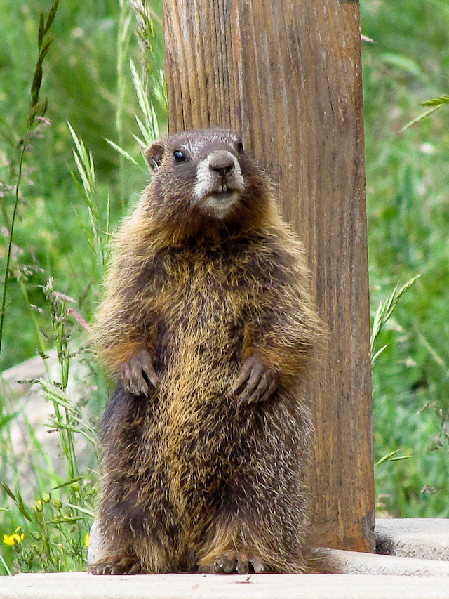 yellow-bellied-marmot-pup-standing-by-raquel-monclus.png