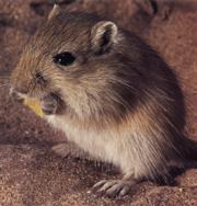 mongolian_gerbil.jpg