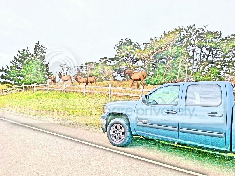 pencil_sketch_1361924563848_zpsb0003283.jpg