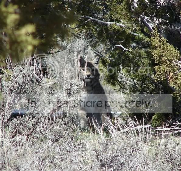 Bobcat1.jpg