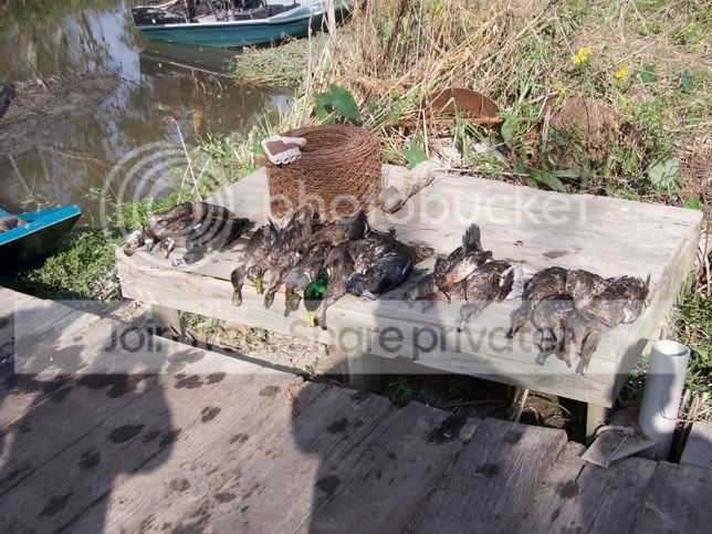 ducks.jpg